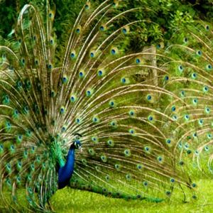 Meet your Posher, Licia